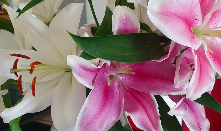douceur printemps