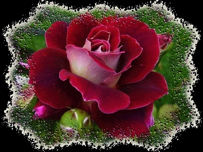 Rose der Liebe