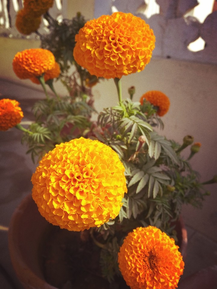 orange flower