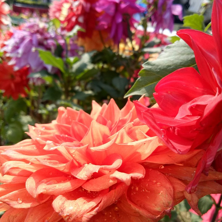 bloom❤