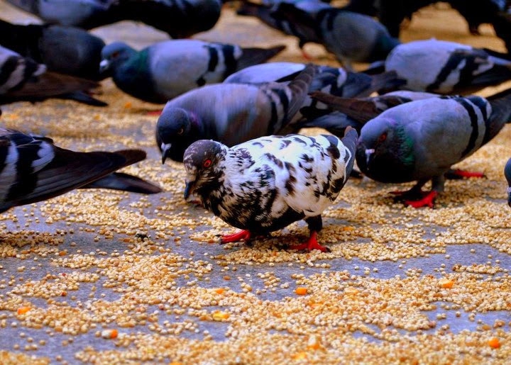 White pegion
