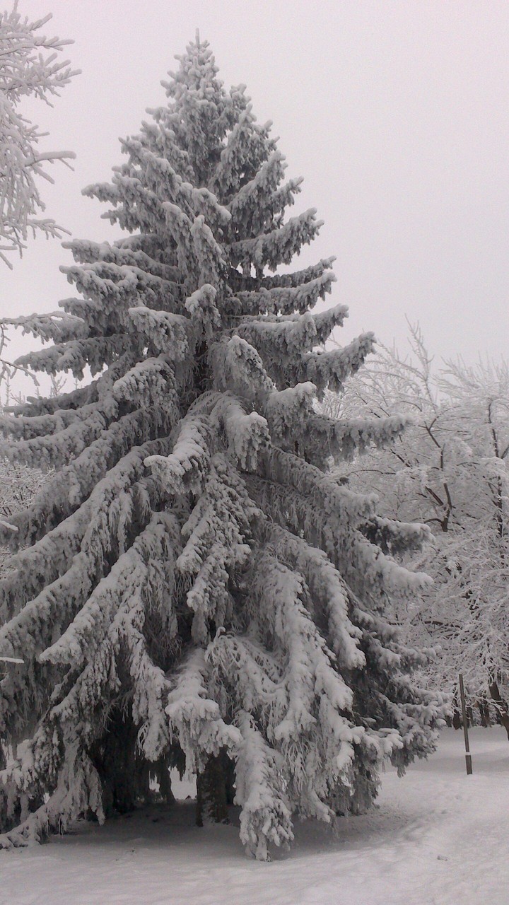 winter beauty