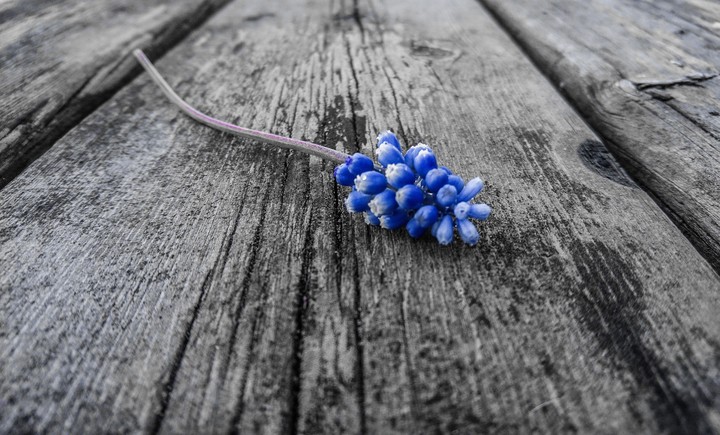 muscari