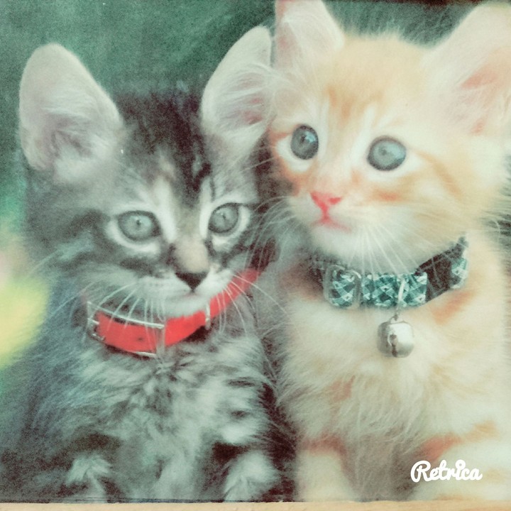 котики