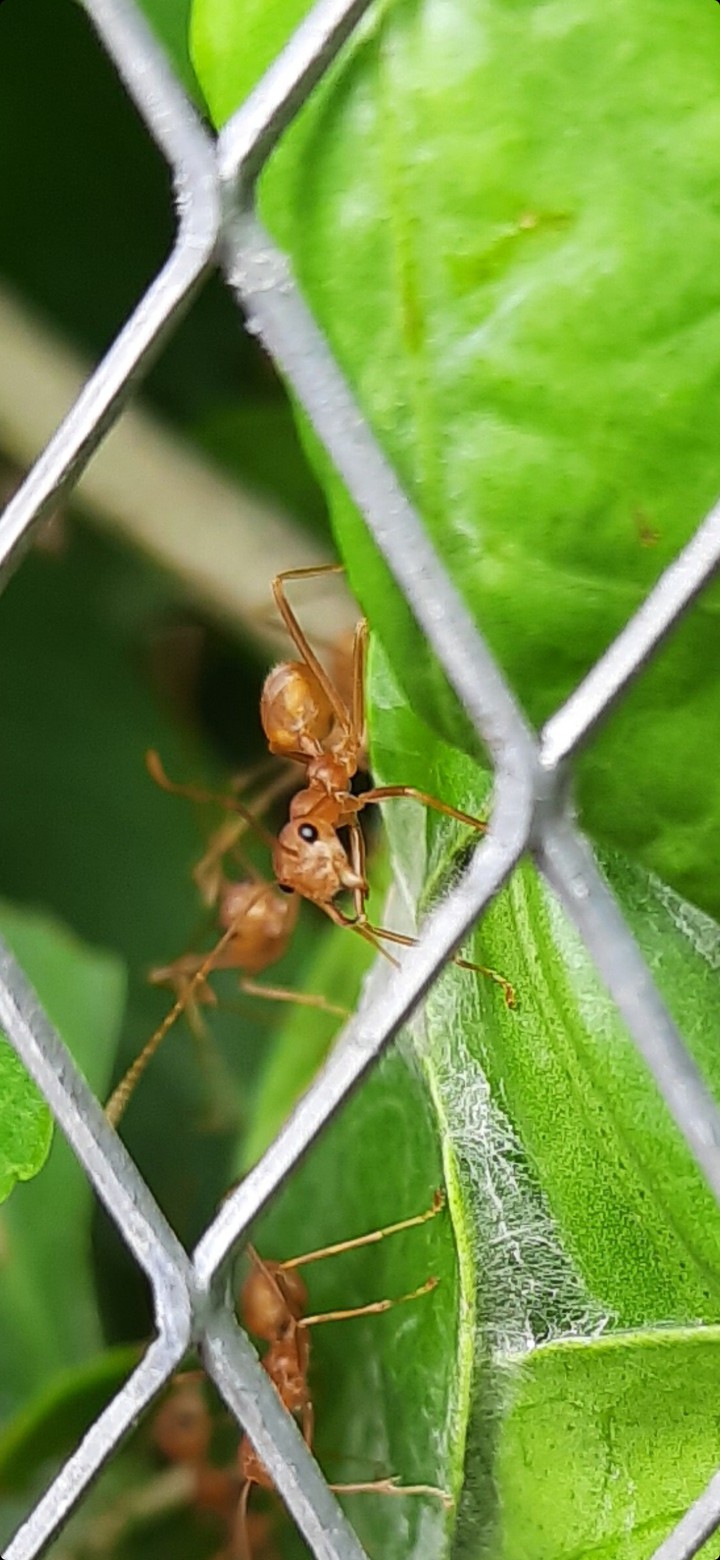 Red Ant
