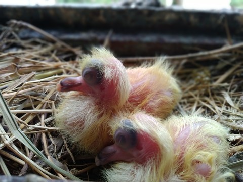 Baby bird