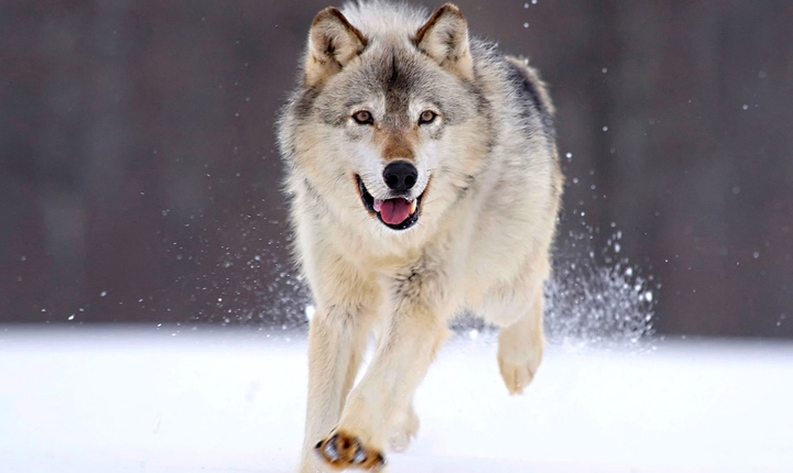 Wolf