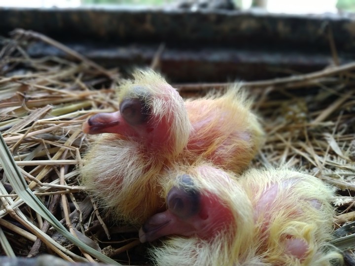 Baby bird