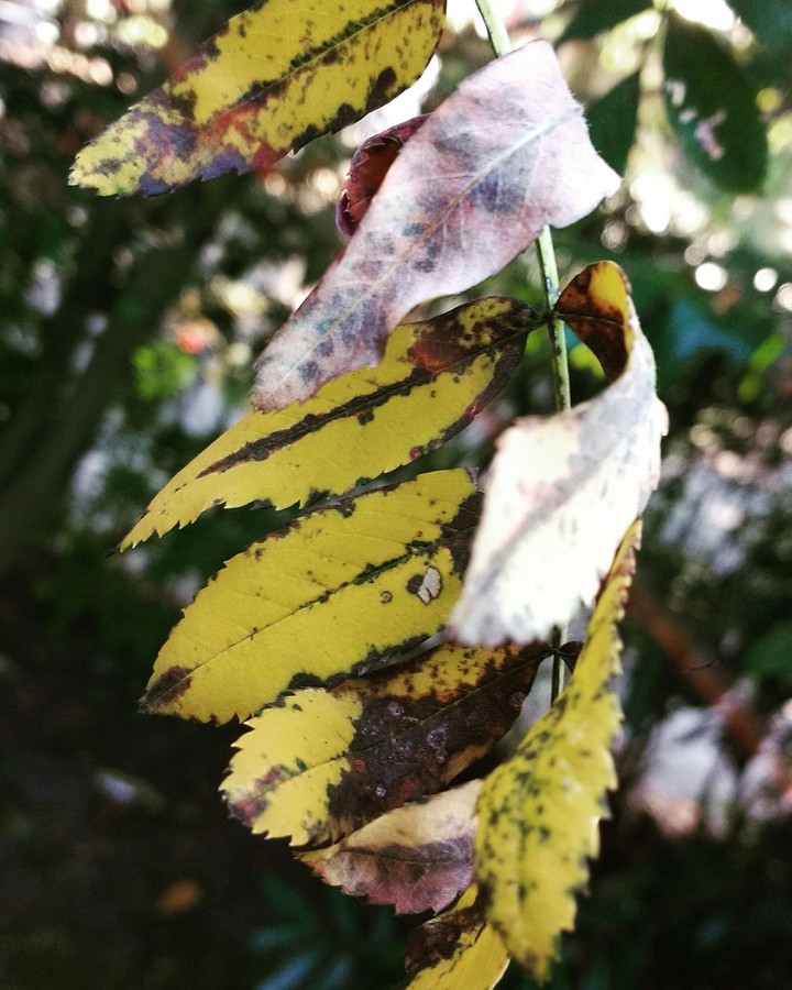 Autumn leaf