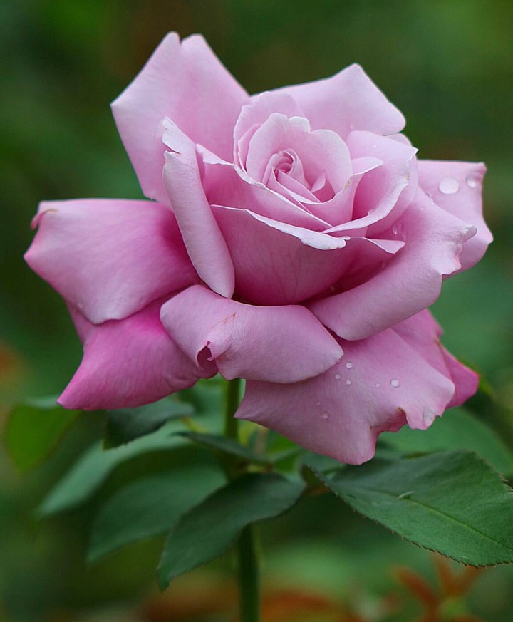 Roses