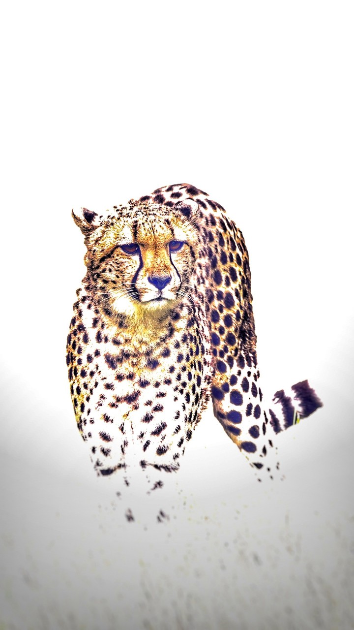 Big Cat #1