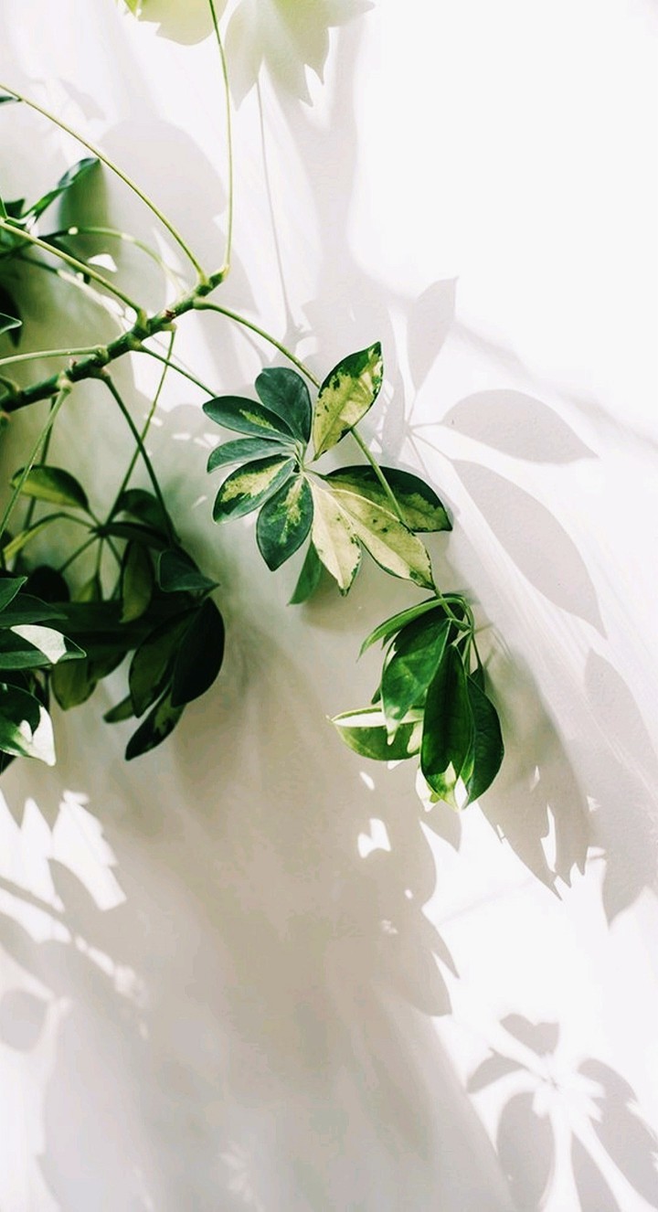 plantas