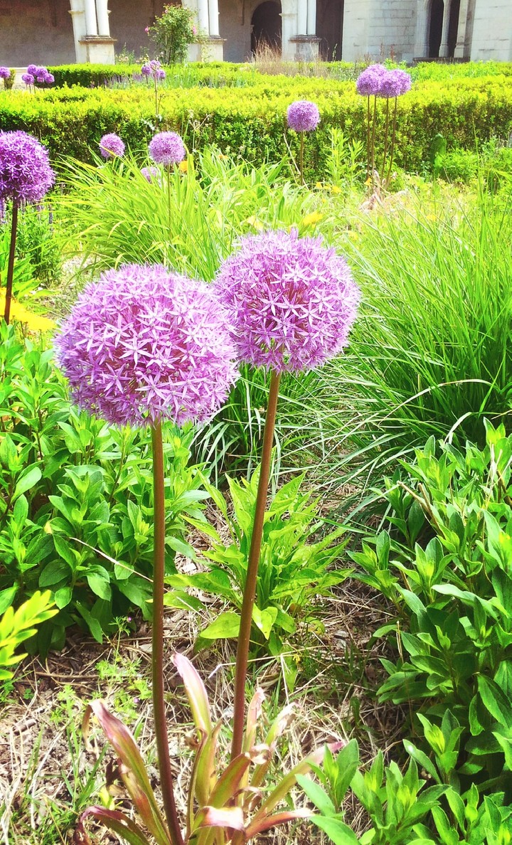 Its beauty lies in the simplicity of the blooms