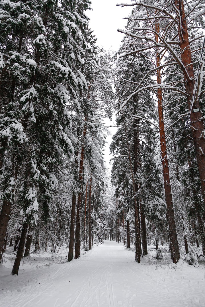 зимний лес