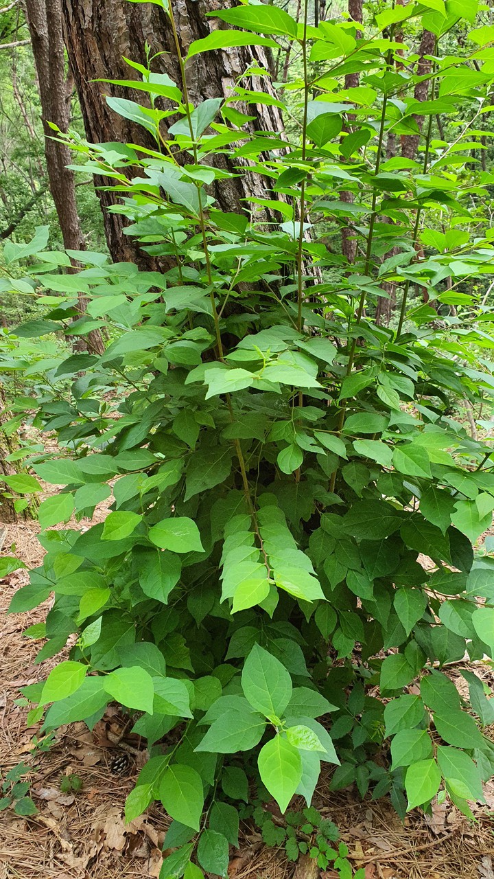 늘푸른(evergreen)