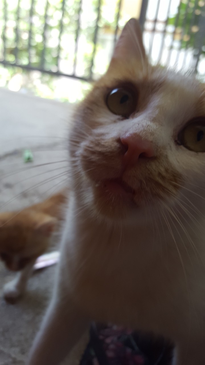 cat lovers