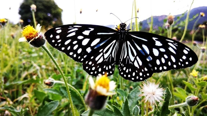 Nature