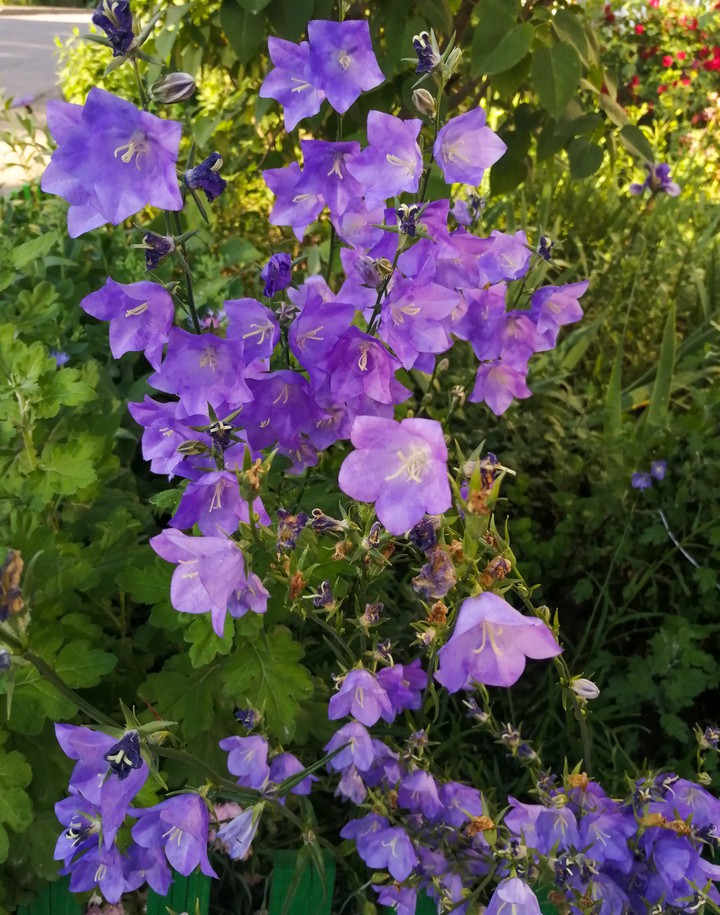 flowers