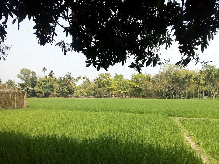 rice field