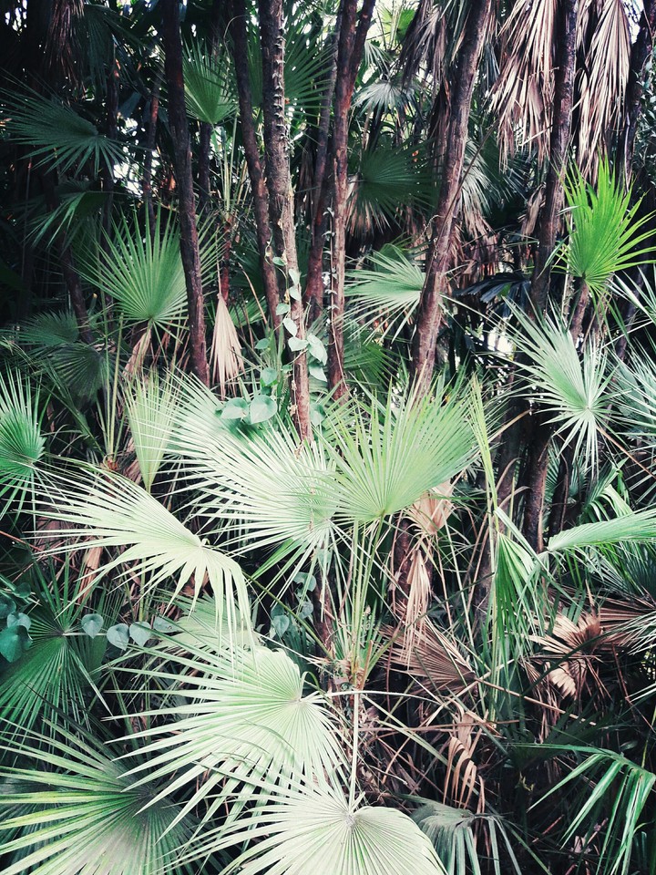#palm tree
