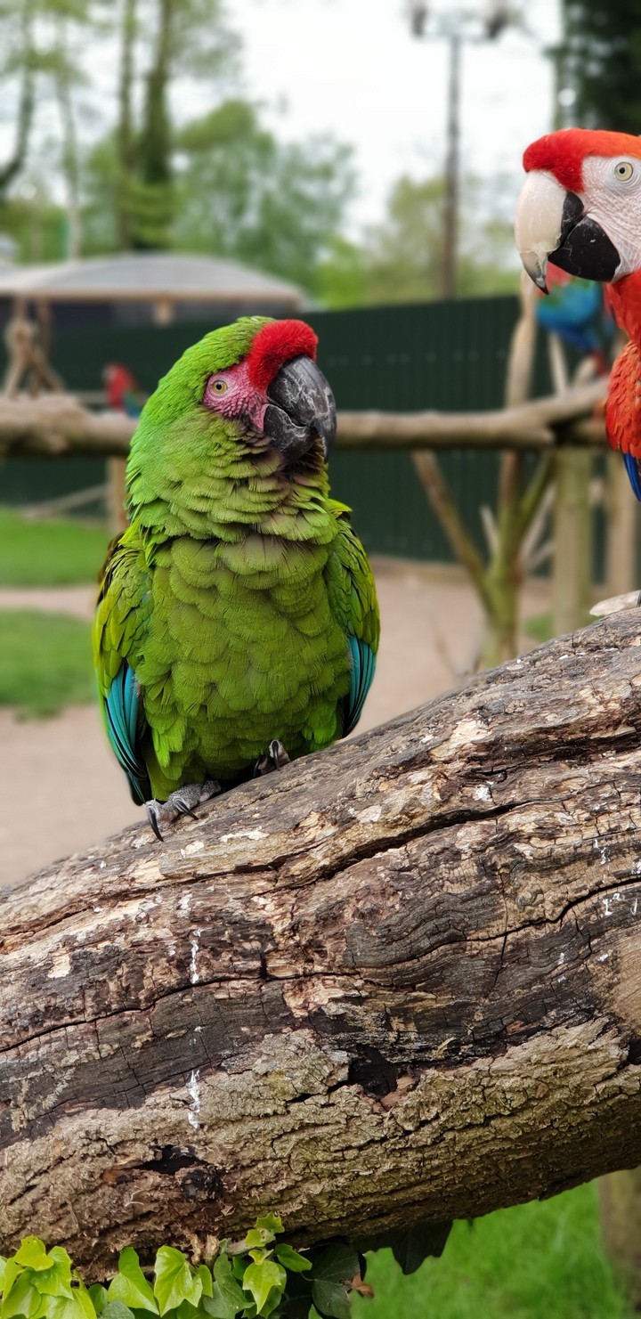 Tropical birdland