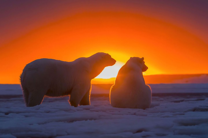 polar_bear