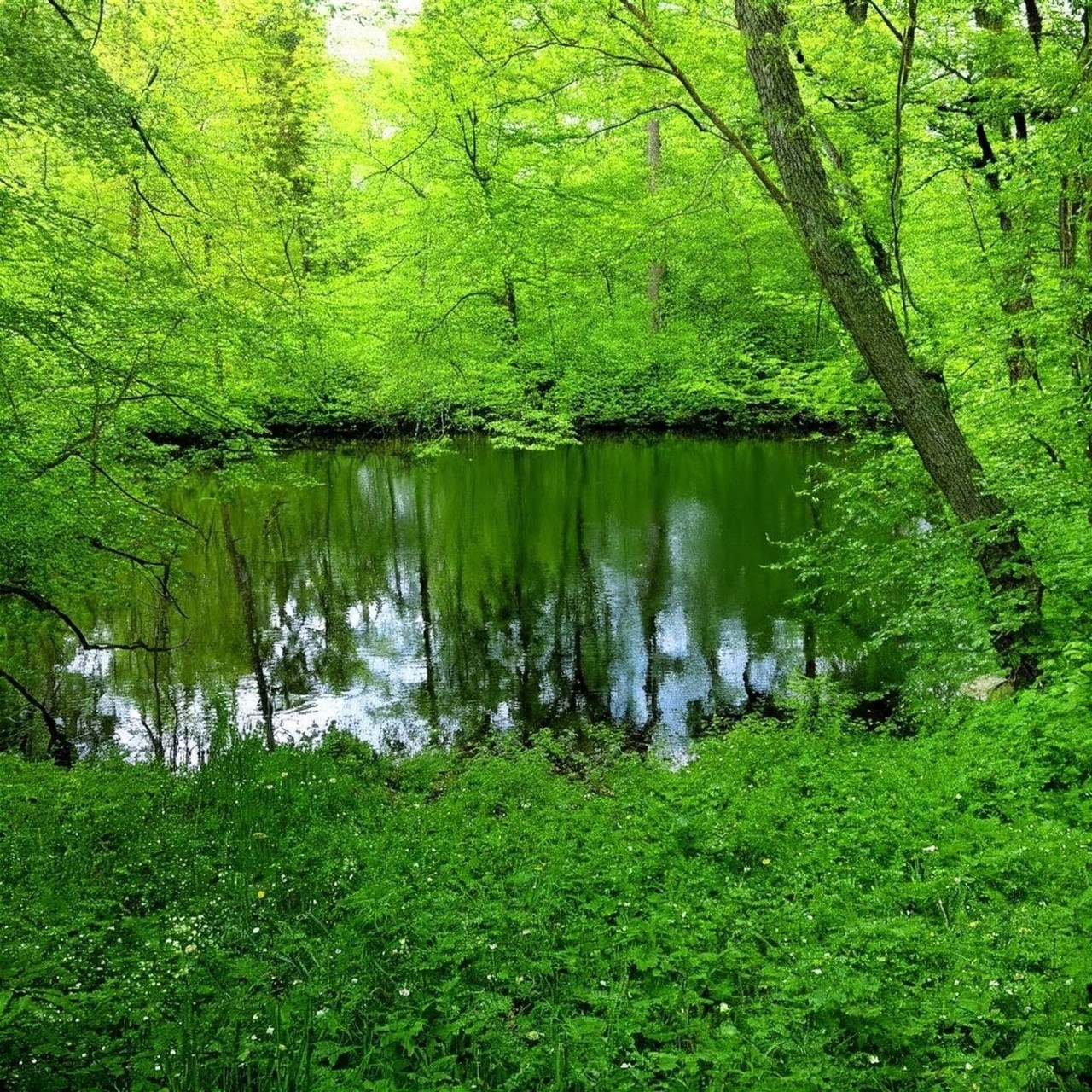 ταπετσαρίες nature, forest
