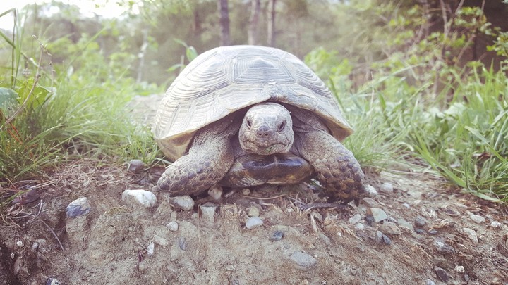 Turtle