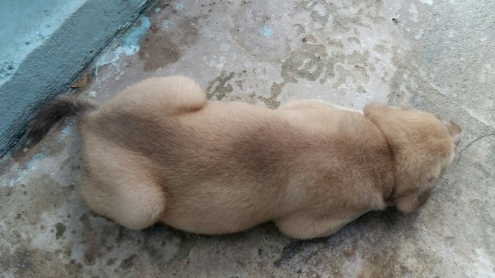 Puppy