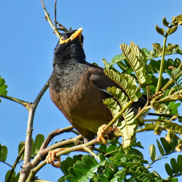 comman myna (acridotheres tristis)