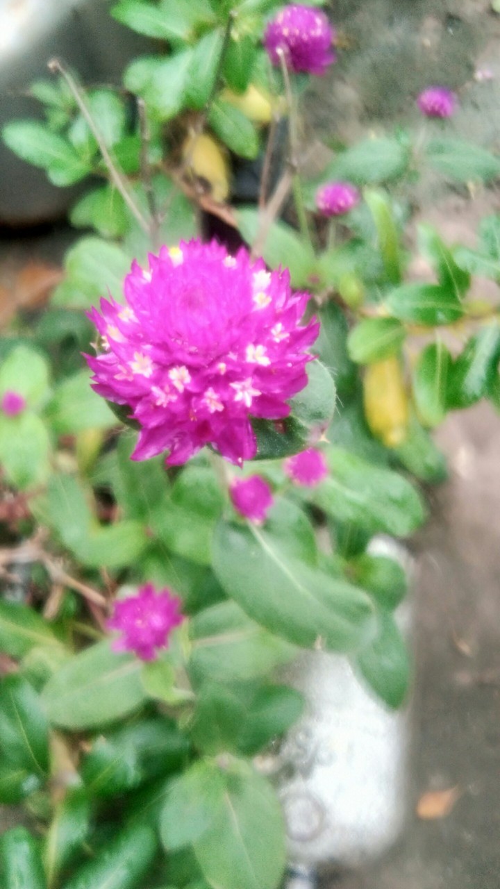 KSN