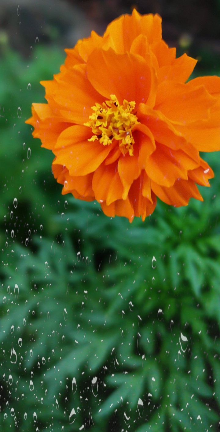 Orange Melody