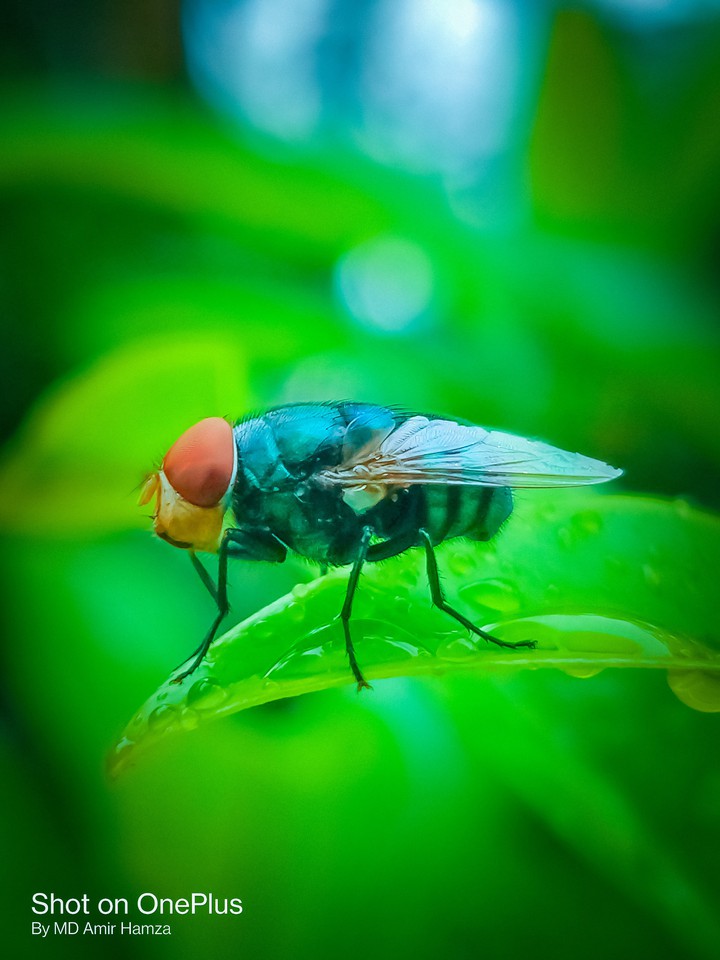 fly