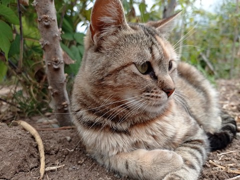 Cat