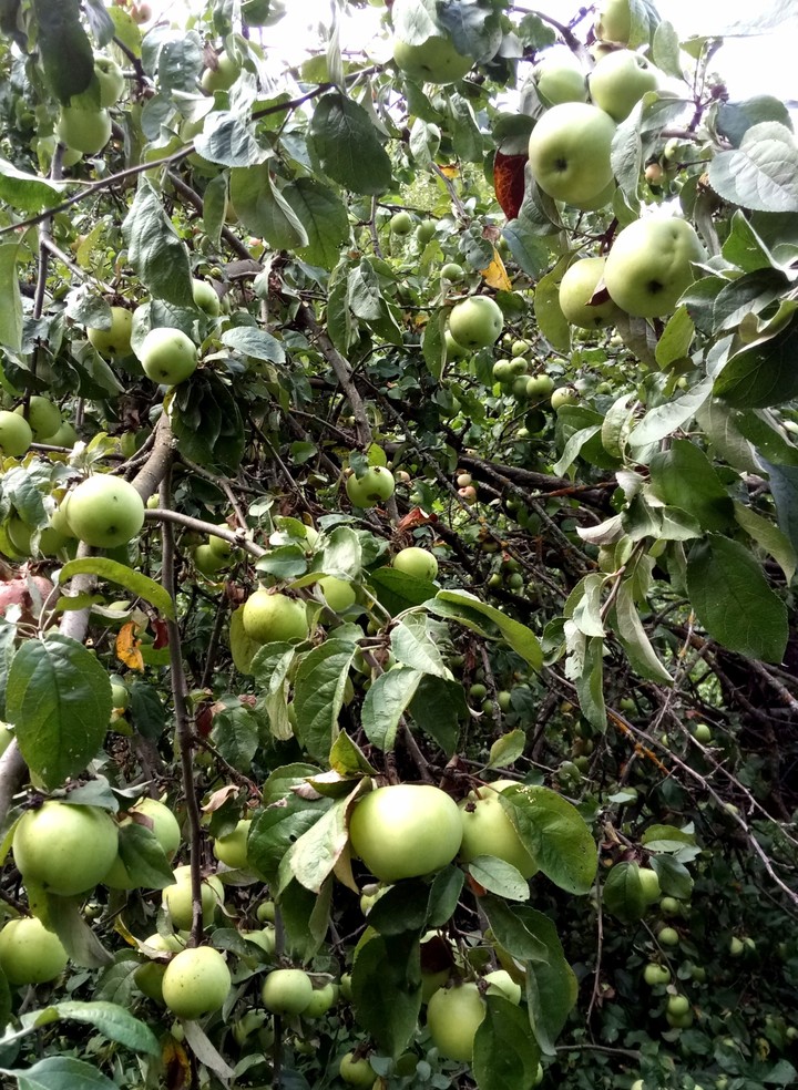 Wild Apple trees