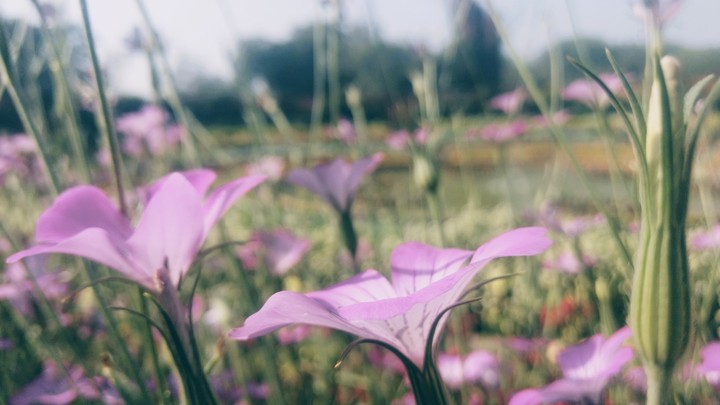 purple flowers