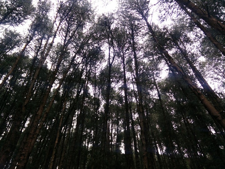 Tree park