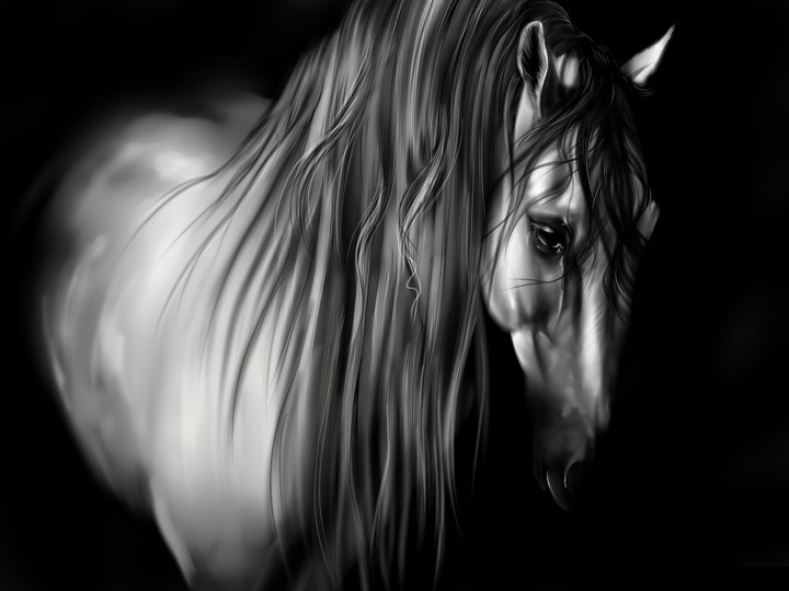 black & white horse