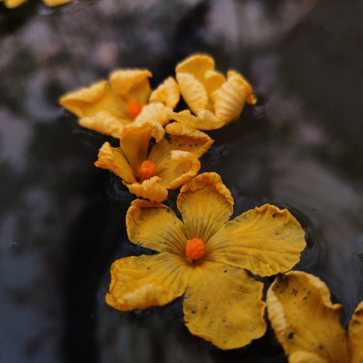 yellow flower