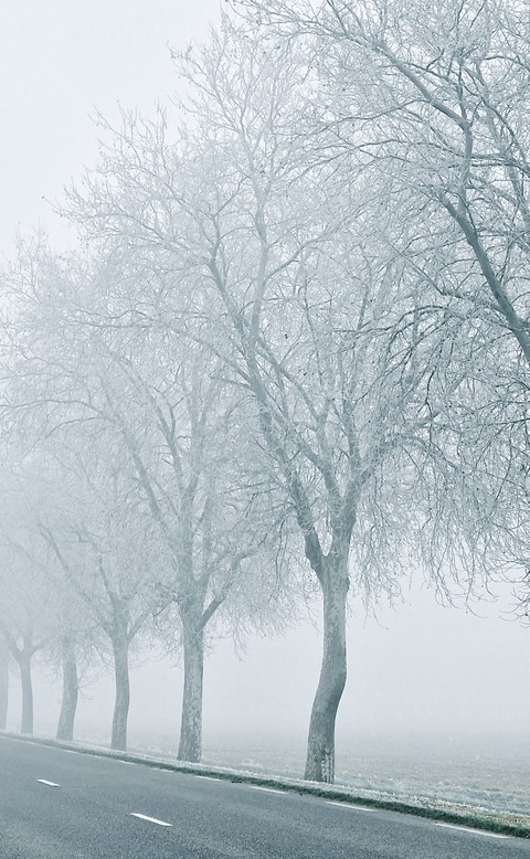 mist, fog壁紙