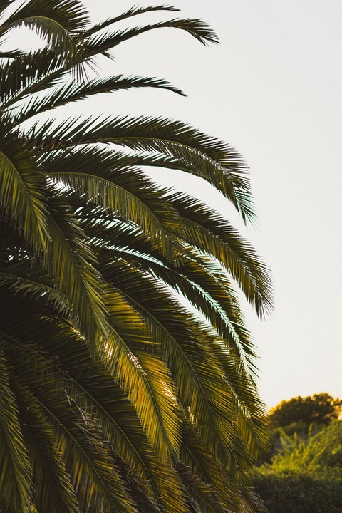 sfondi cycad