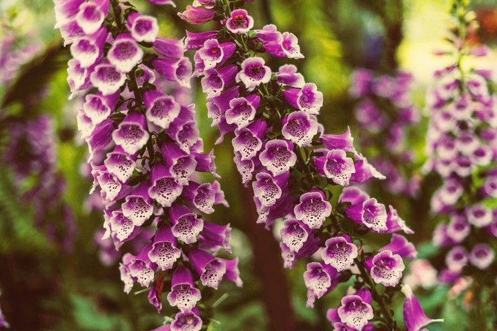 lovely flowers
