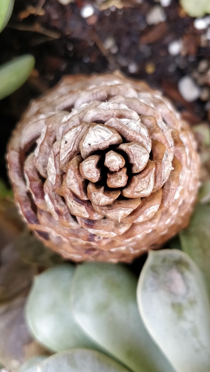 pinecone