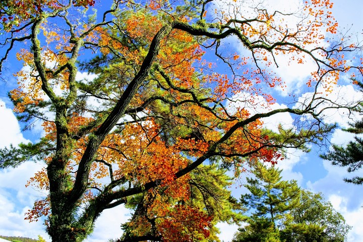 Maple in Kyoto