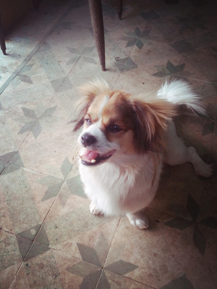 DOG