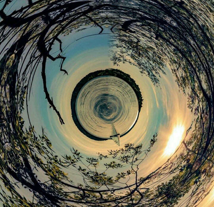 Whirltrees