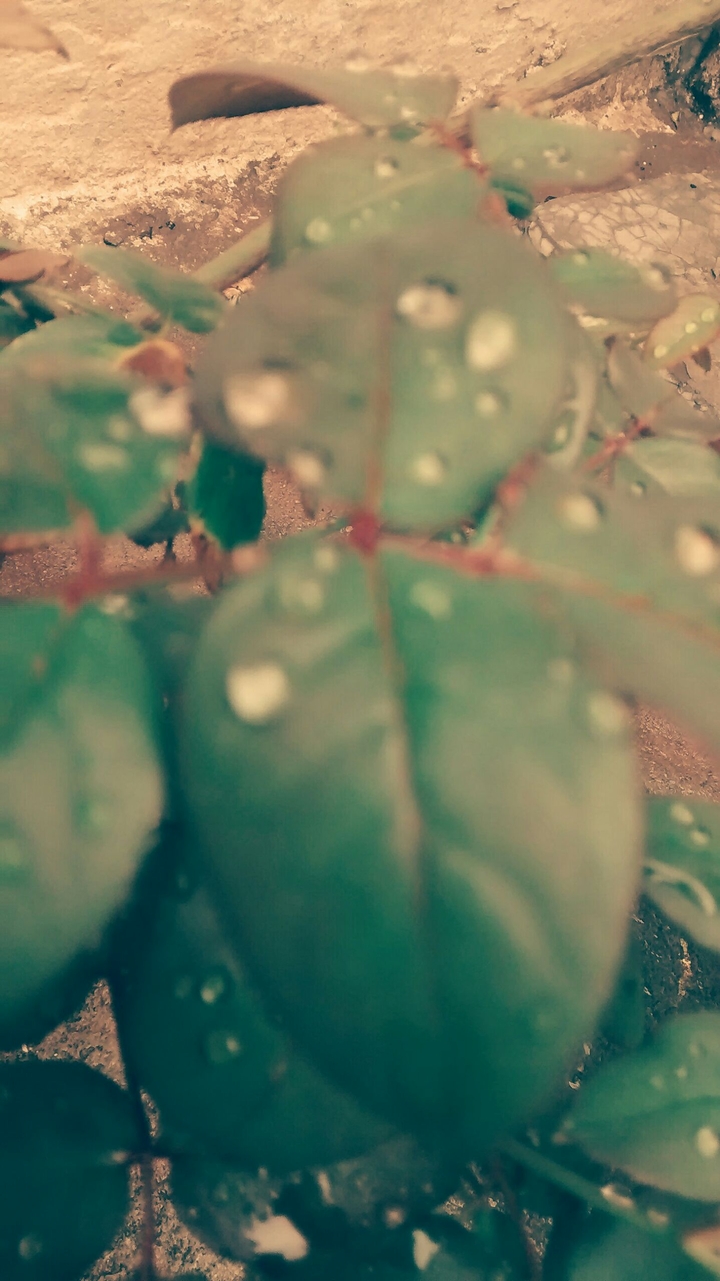 Raindrpos
