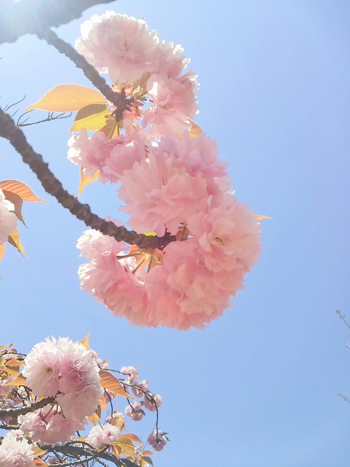 八重桜