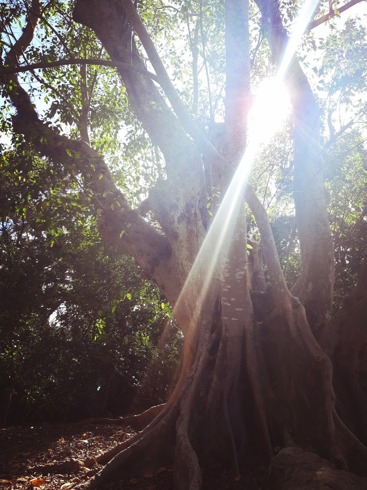 bosque encantado