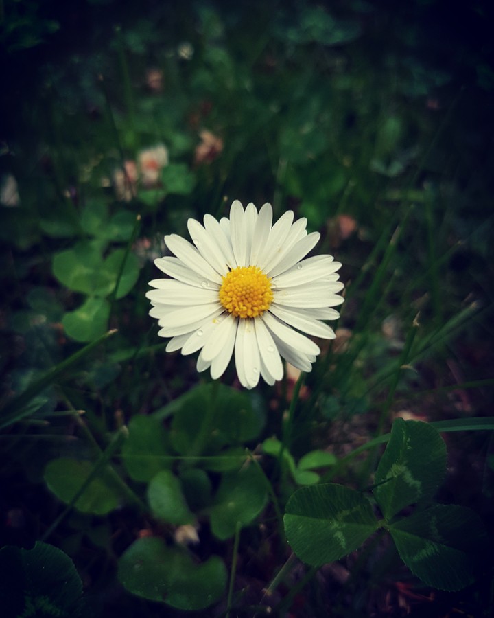 daisy